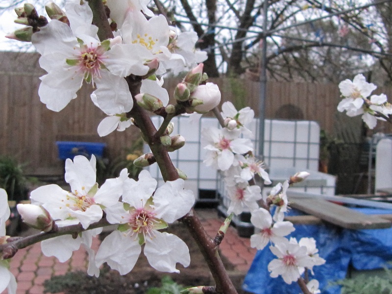 almond blossom with AP system incomplete in background Aug 2010.jpg