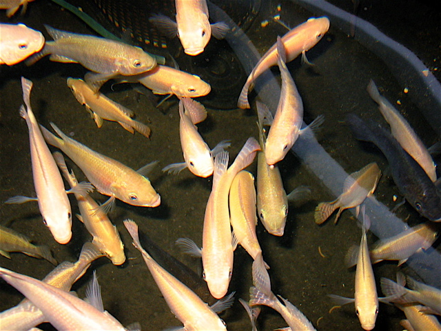 Tilapia Mar 13 01.jpg