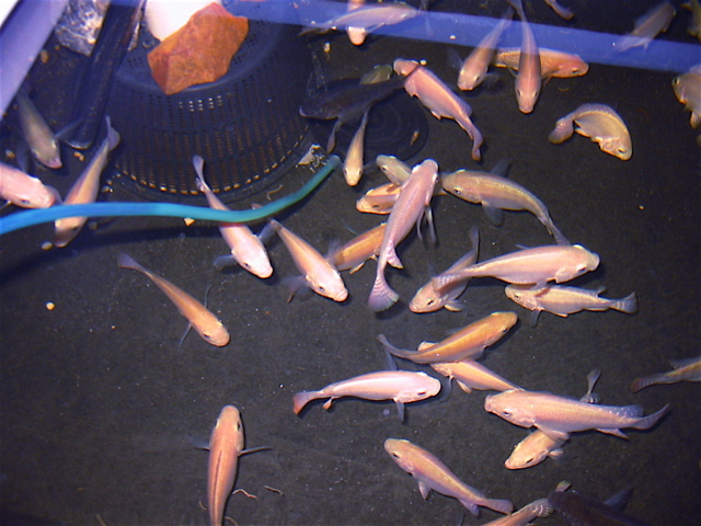 Tilapia Mar 13 02.jpg