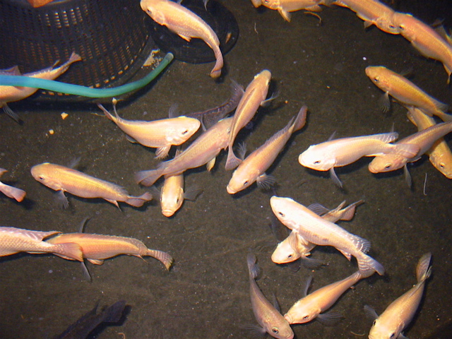 Tilapia Mar 13 03.jpg