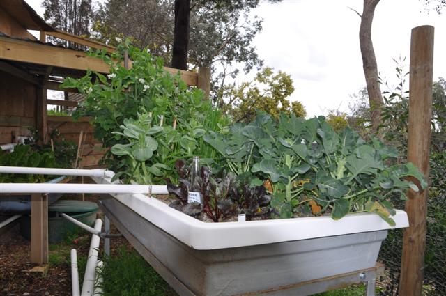 Bed 1_Beetroot & Broccoli.jpg