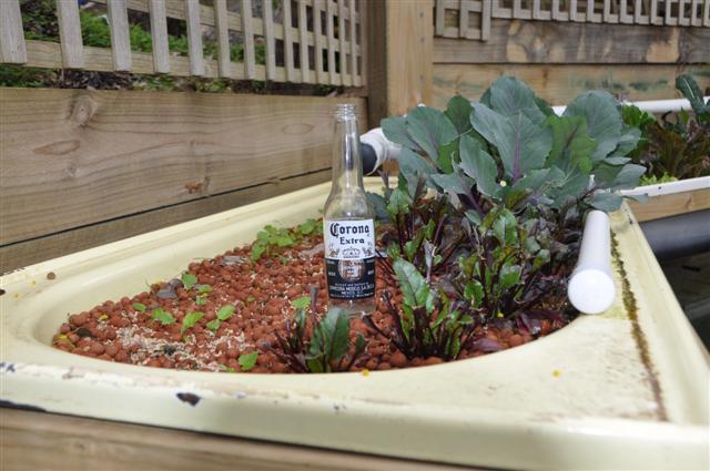 Bed 4_Red Cabbage,Beetroot and Parsnip.jpg