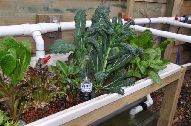 Bed 3_Mixed lettuc, Kale & Rainbow silverbeet.jpg