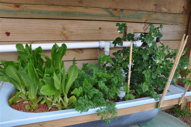 Bed 2_Coz, Carrotts & Snow Peas.jpg