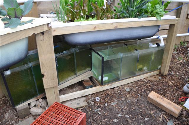 New Yabbie & Fingerling Tanks.jpg