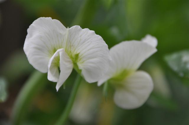 Vegies coming soon.jpg