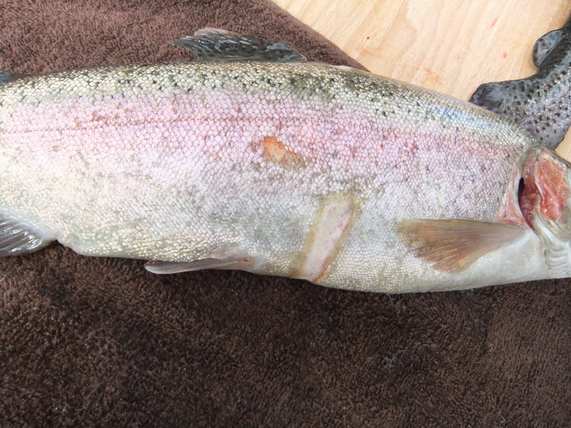 underside damage.jpg