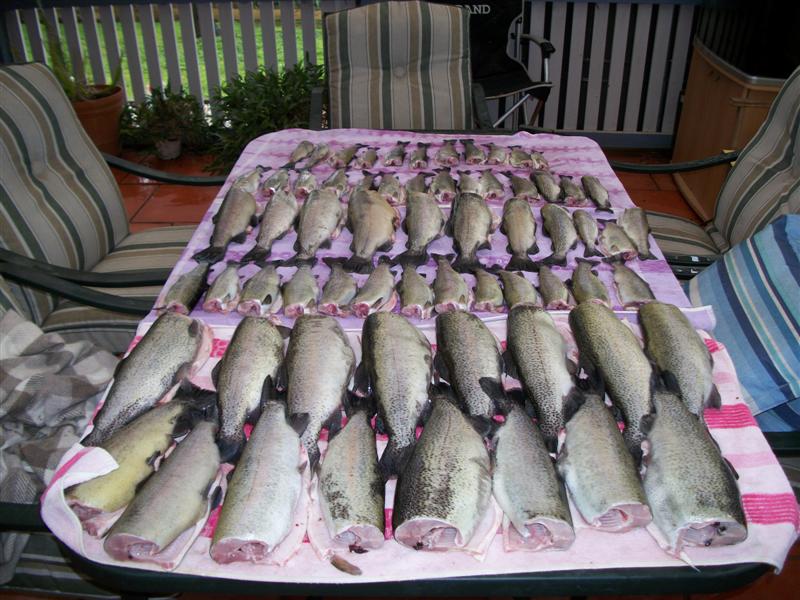 Harvested Fish Cleaned 2 (Medium).jpg