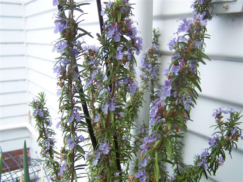 100_5139 (Custom).JPG