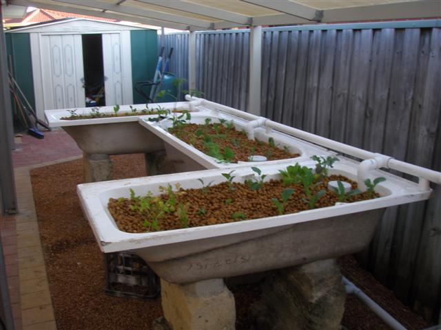 Plants 5 (Small).JPG