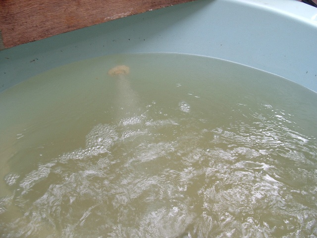 barrel ponics 020 resized.jpg