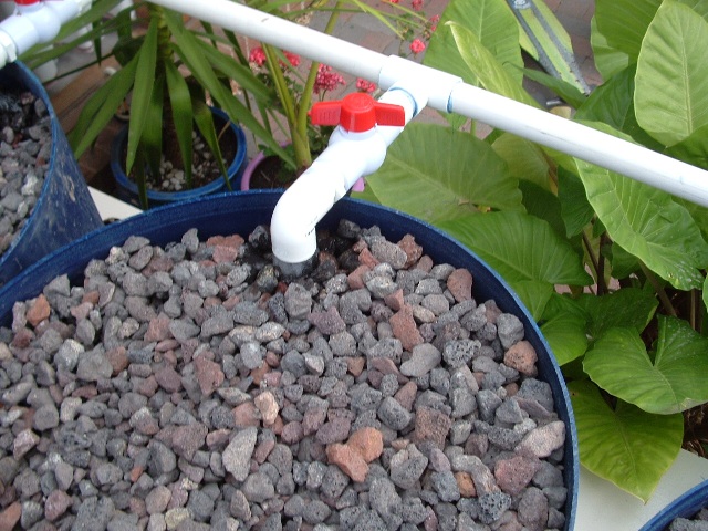 barrel ponics 016 resized.jpg