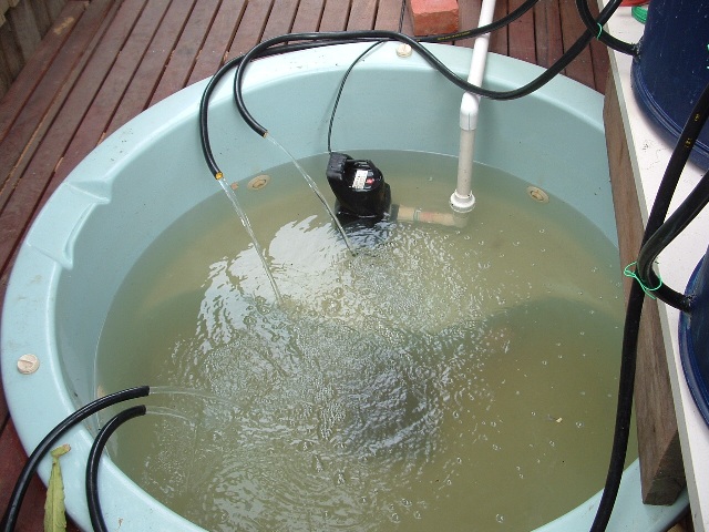 barrel ponics 012 resized.jpg