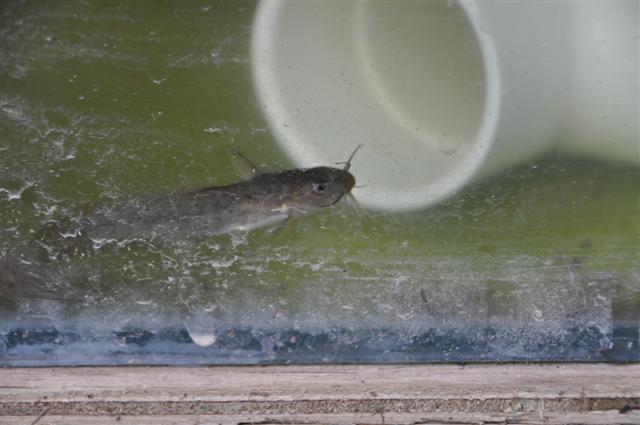 Replacement Tandanus.jpg