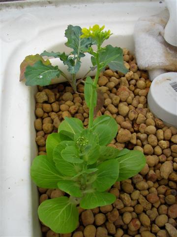 P9090044 (Small).JPG