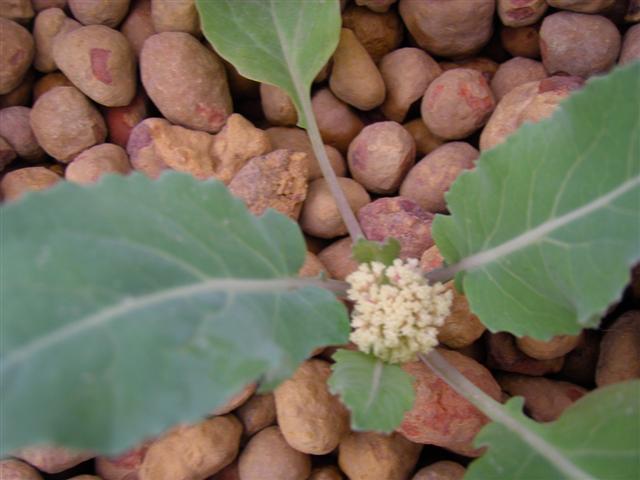 P9090045 (Small).JPG