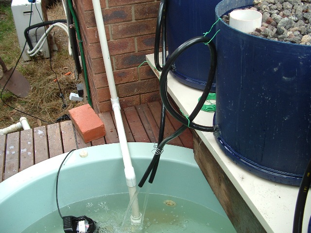 barrel ponics 022 resized.jpg