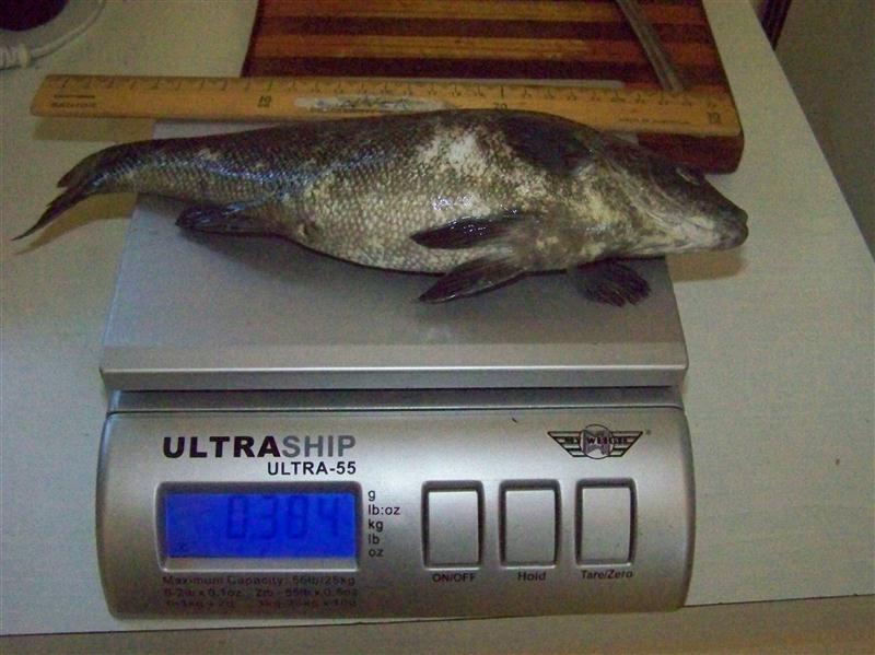 100_5222 (Custom).JPG