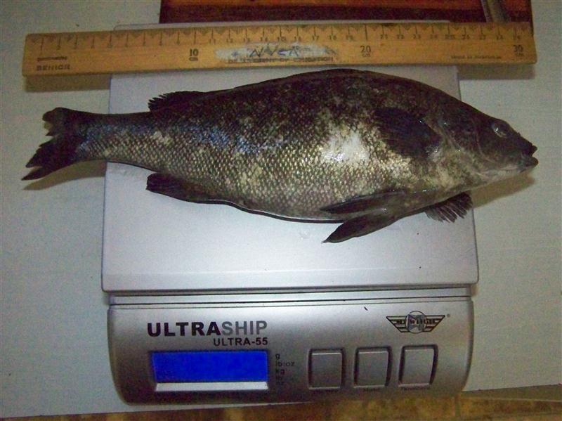 100_5224 (Custom).JPG