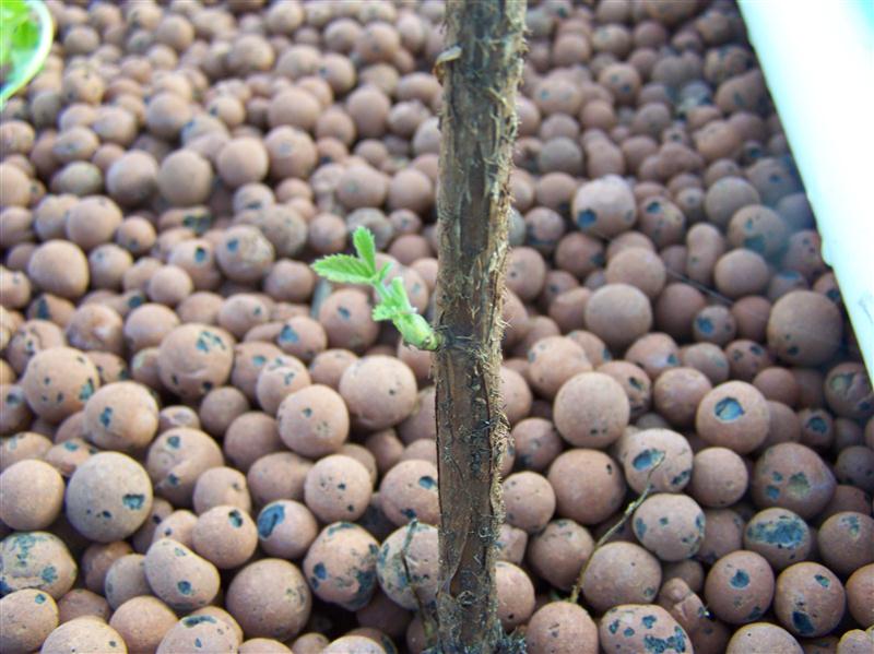 100_5230 (Custom).JPG