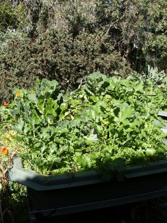 armin 6-12 fuji 012small.jpg