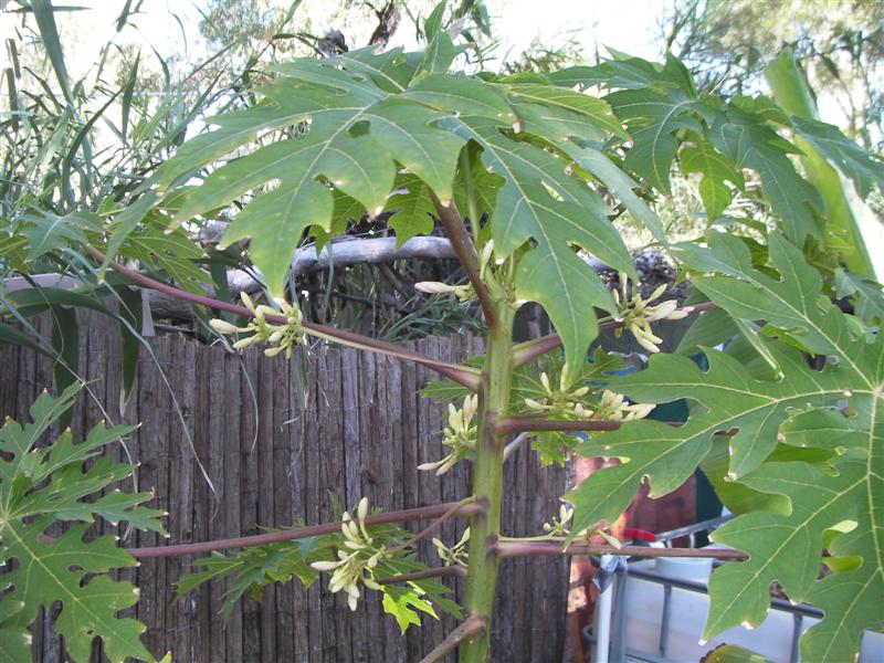 Ray 016 (Medium).jpg