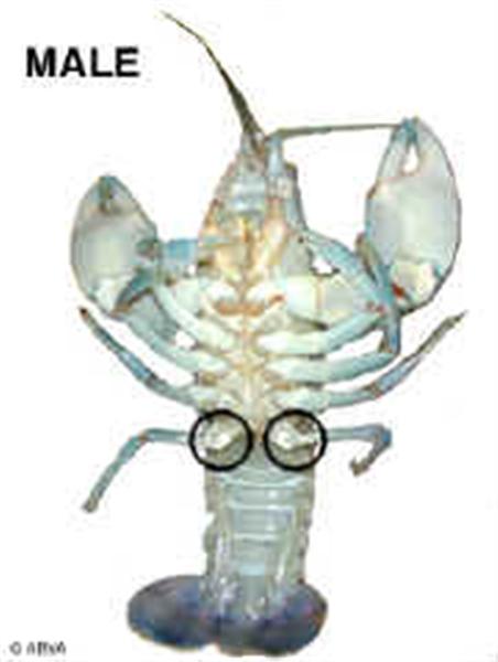 ABYAmale_small (Medium).jpg