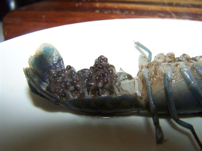 100_2636 (Medium).JPG