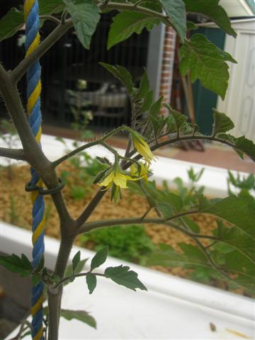 Tomato (Small).JPG