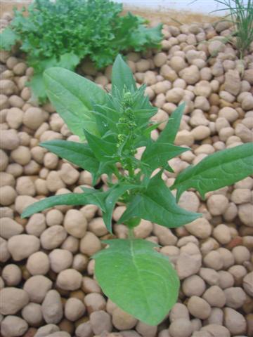 Spinich gone to seed (Small).JPG