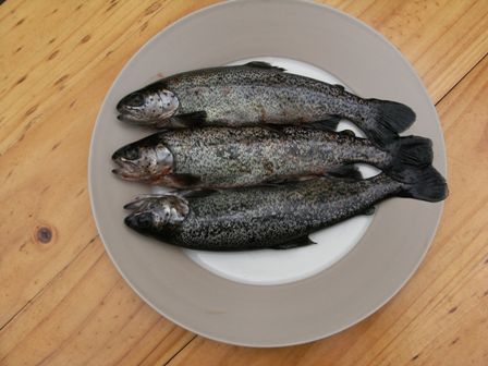 aquaponics 180910 003small.jpg