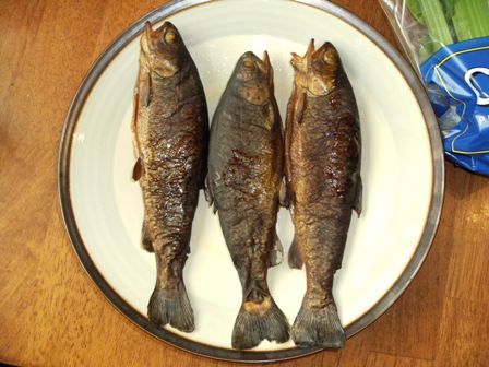 aquaponics 180910 006small.jpg