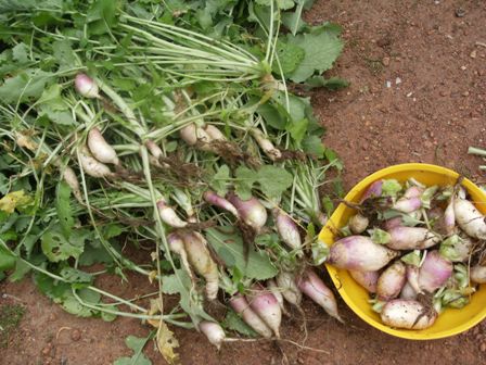 aquaponics 180910 016small.jpg