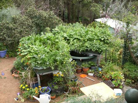 aquaponics 180910 007small.jpg