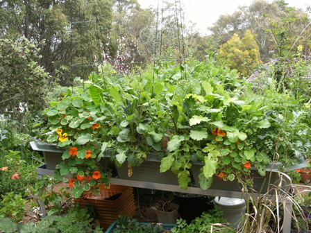 aquaponics 180910 009small.jpg