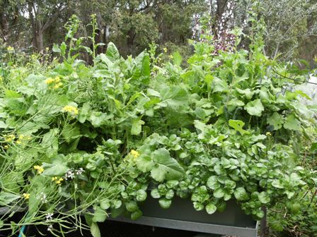 aquaponics 180910 011small.jpg