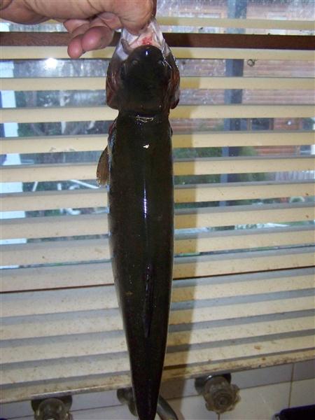 100_5251 (Custom).JPG