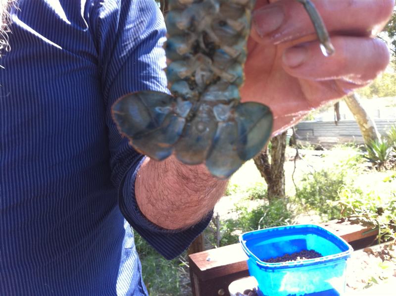 Yabbie eggs 039 (Medium).jpg