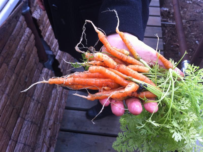 Carrots (Medium).jpg