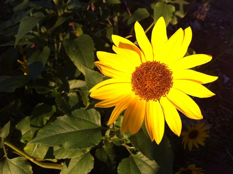 Single Sunflower (Medium).jpg