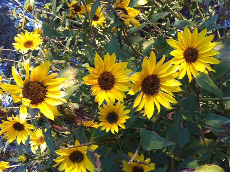 Sunflowers (Medium).jpg