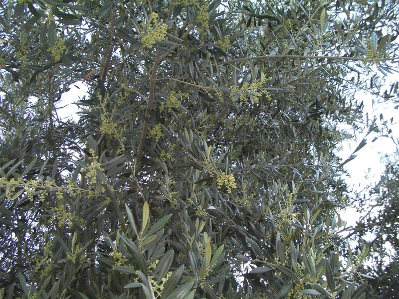 Olives (Medium).jpg