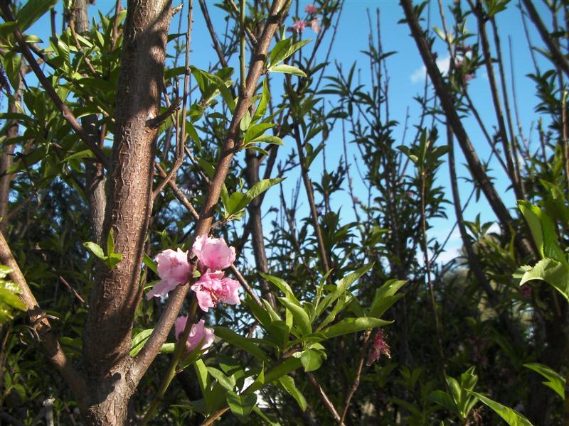 Peach blossom (Medium) (Medium).jpg