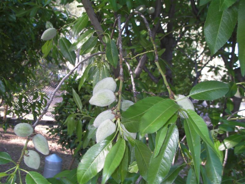 Almonds(Medium) (Medium).jpg