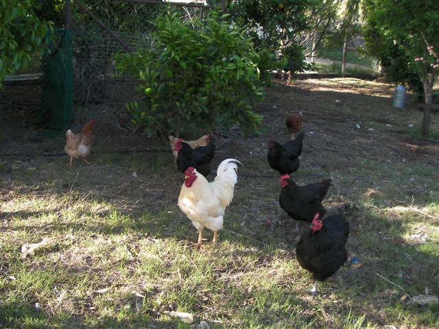 Chooks 21st Sept 2010 043 (Small).jpg