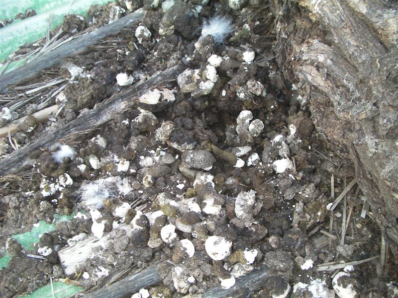 Chook poo 063 (Medium).jpg