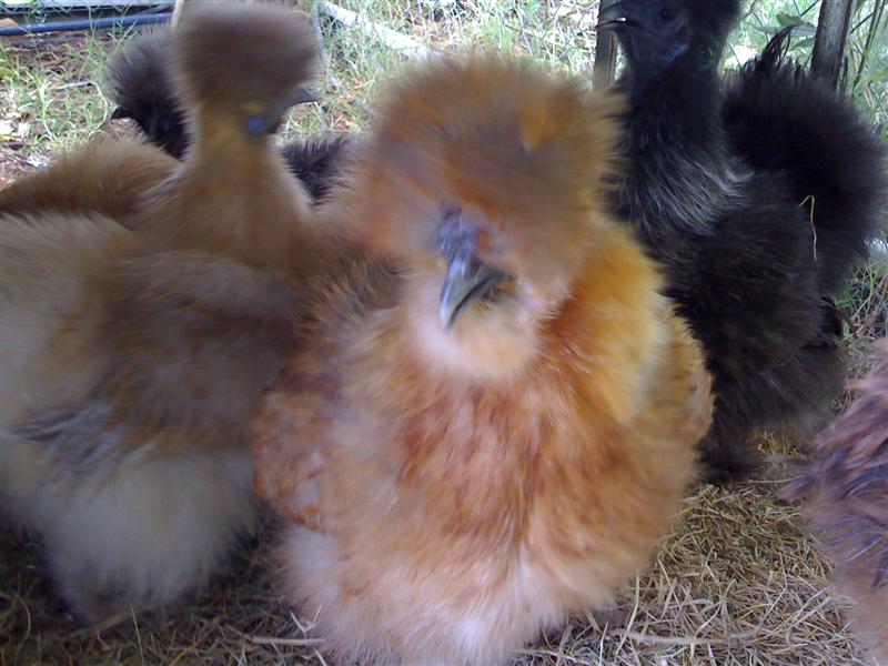Silkies (Medium).jpg