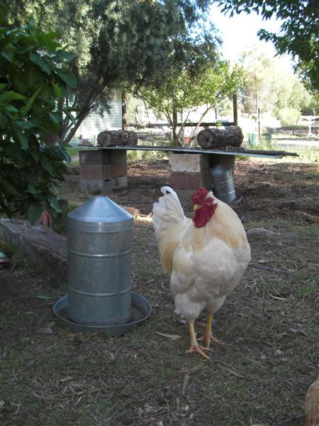 Rooster 068 (Medium).jpg