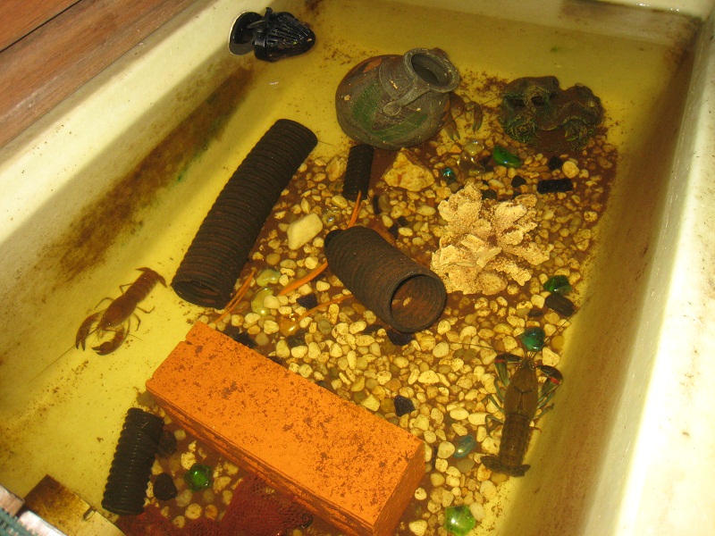 Yabbies in 250l Fingerling Tank.jpg