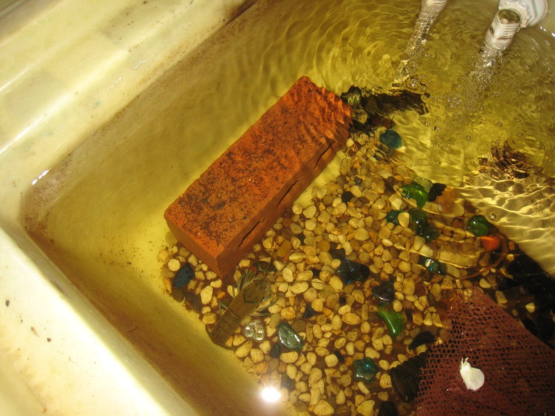 Yabbies in 250l Fingerling Tank3.jpg